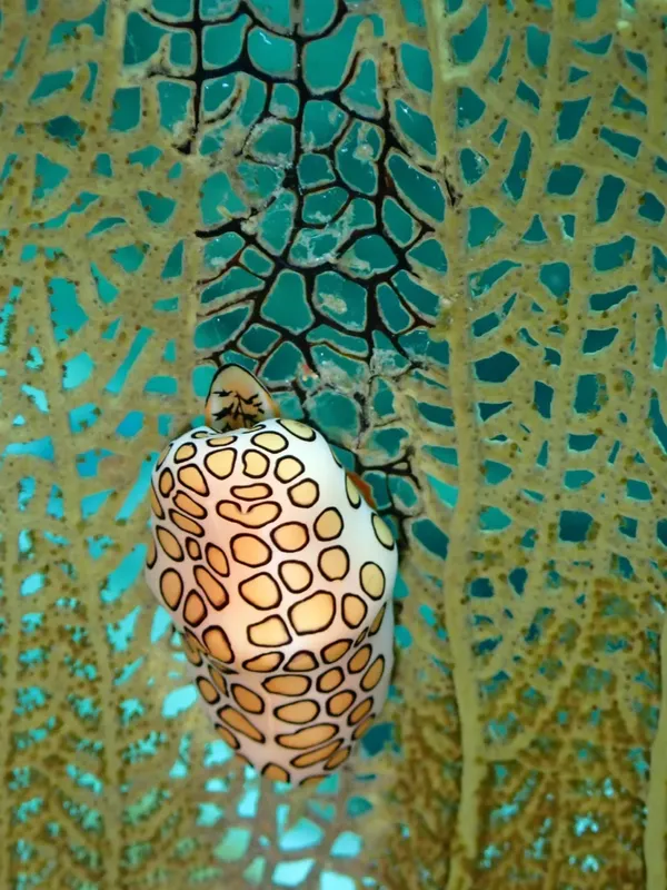 Nudibranche blanche et orange sur corail, photographie sous-marine colorée
