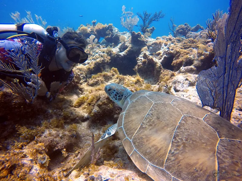 Plongeuse observant une tortue de mer nageant au milieu des coraux