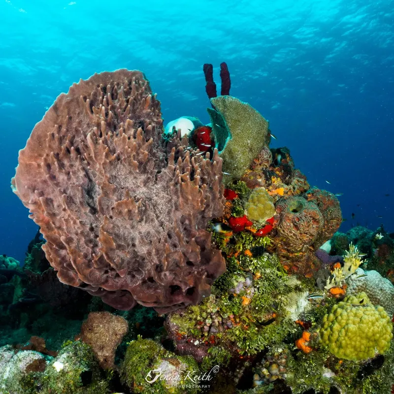 Coraux colorés et poissons tropicaux dans un récif sous-marin