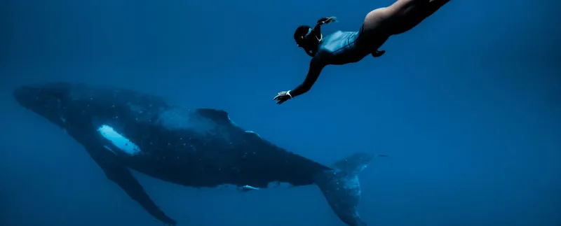 Apnea avec une baleine à bosse dans l'océan bleu profond