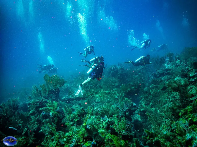 Plongeurs explorent un récif corallien bleu et luxuriant sous la mer