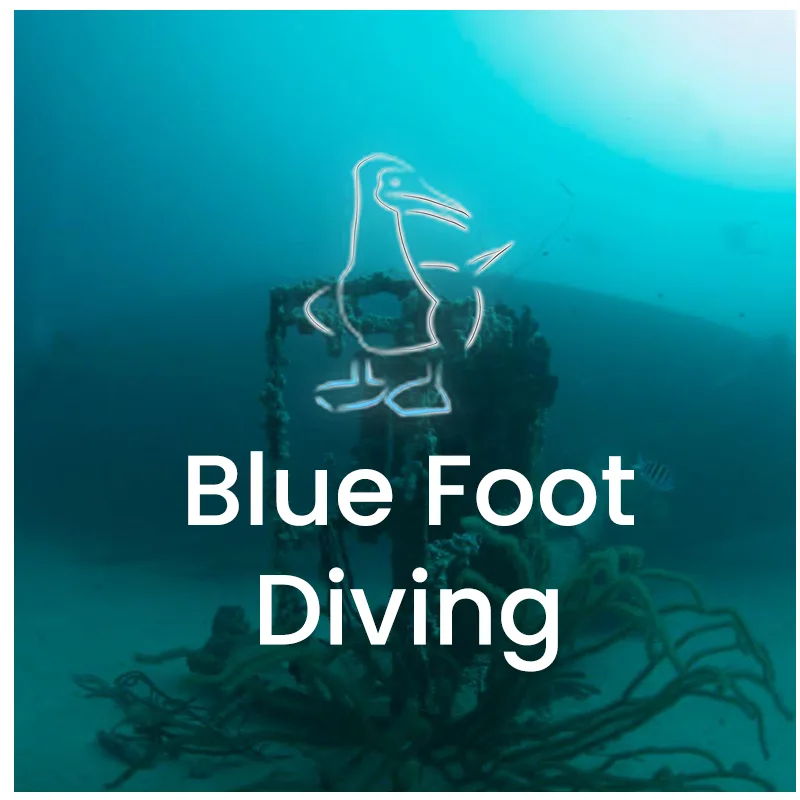 Image sous-marine d'un oiseau stylisé avec le texte Blue Foot Diving