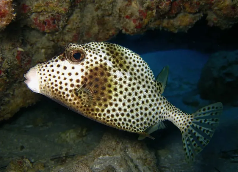 Poisson-globe tacheté nageant près d'un récifal corallien en milieu marin