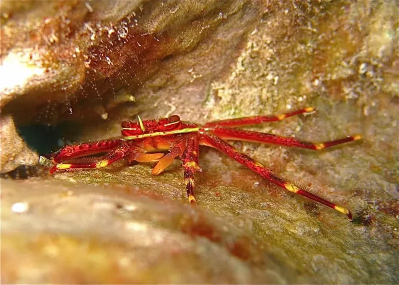 Crabe araignée rouge et jaune sur un fond rocheux marin