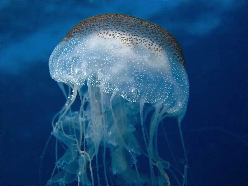 Méduse translucide nageant dans l'eau bleue, tentacules visibles
