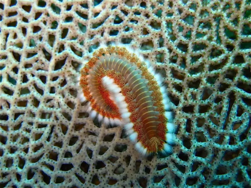 Ver marin coloré rampant sur un corail réticulé en profondeur