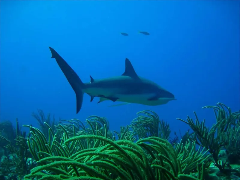 Requin nageant au-dessus d'un récifal corallien en eaux bleues profondes