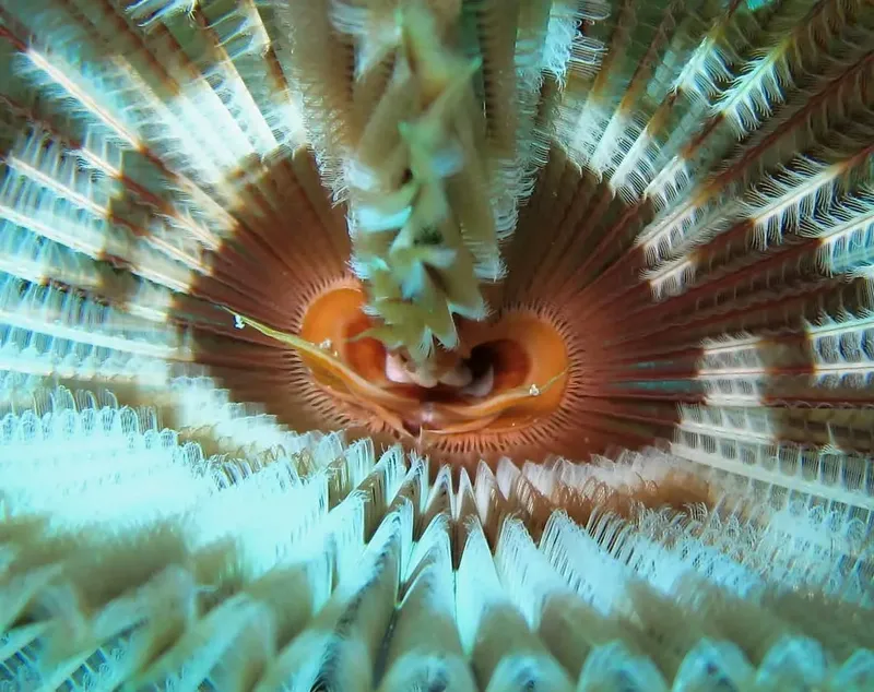 Gros plan d'une étoile de mer orange et bleue dans l'eau
