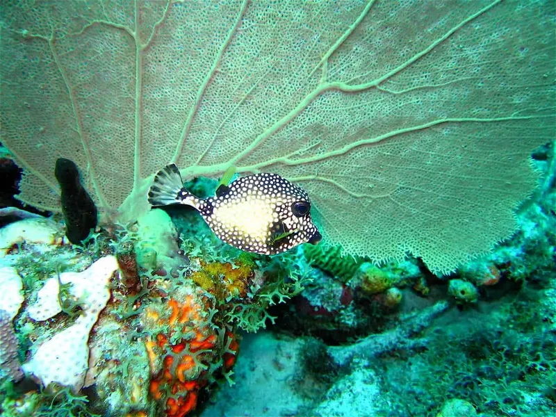 Poisson-ballon tacheté nageant près d'un corail éventail coloré