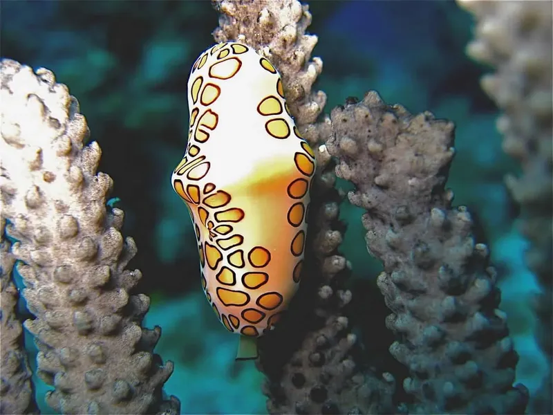 Nudibranche jaune et blanche sur corail, photographie sous-marine colorée