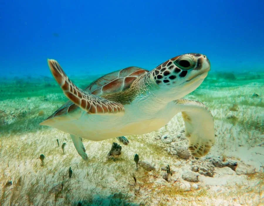 Tortue marine nageant gracieusement dans une eau claire et turquoise
