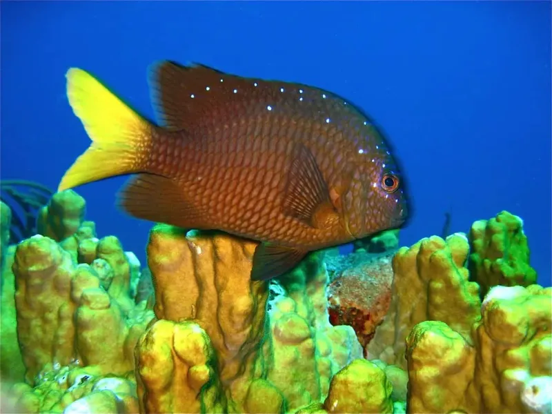 Poisson de récif jaune et brun nageant près des coraux