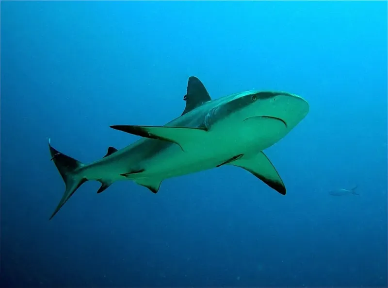 Requin de récif à pointe noire nageant dans l'eau bleue