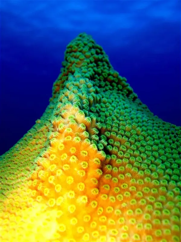 Corail coloré, jaune et vert, vu de près sous l'eau