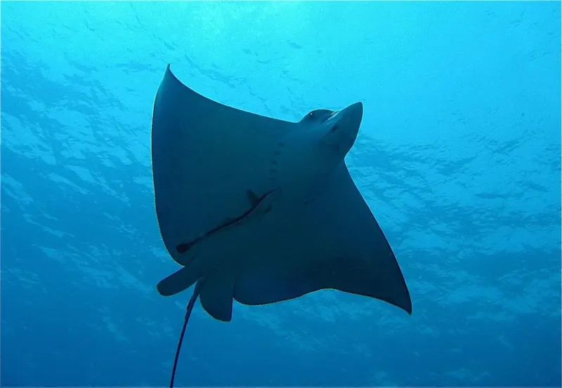 Raie manta nageant gracieusement dans une eau bleue et claire