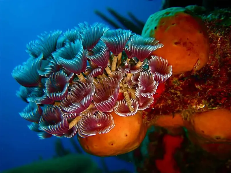 Éponge orange et nudibranche colorée sur un fond marin bleu