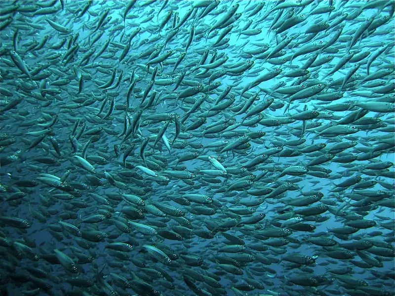 Banc de petits poissons argentés nageant en formation sous-marine