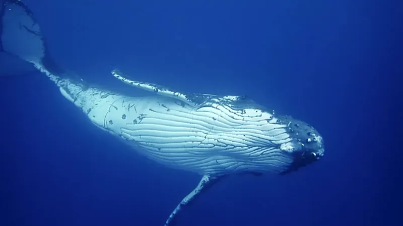 Baleine à bosse nageant dans l'eau bleue, vue sous-marine spectaculaire