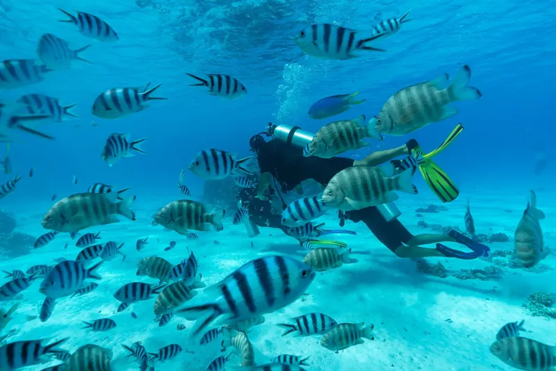Plongeur entouré d'un banc de poissons rayés dans une eau turquoise