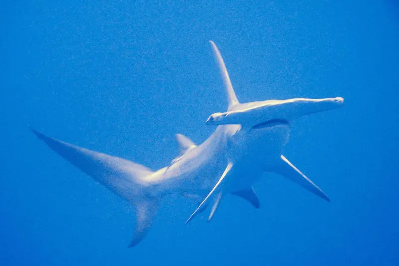 Deux requins-marteaux nagent dans l'eau bleue, vue sous-marine