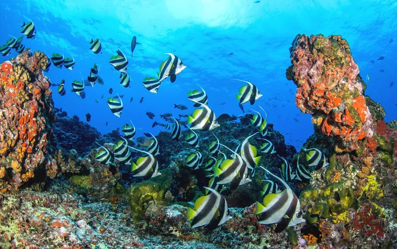 Banc de poissons zébres nageant autour de coraux colorés en mer
