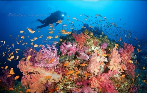 Global Dive