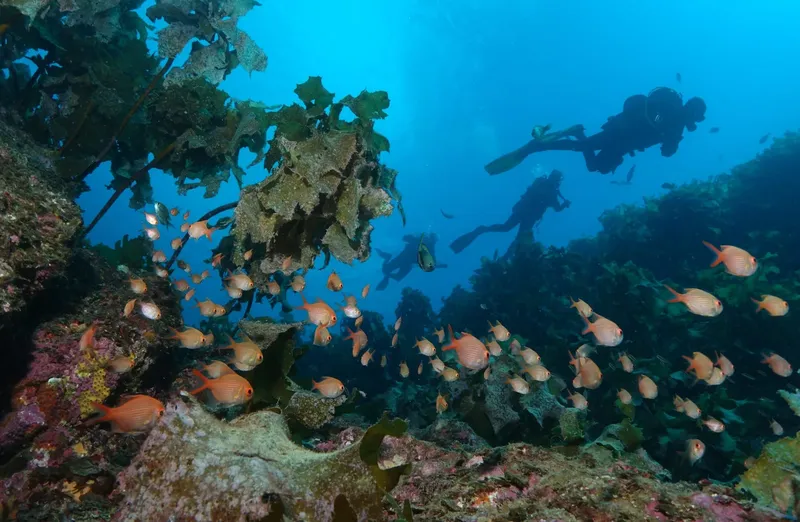 Plongeurs explorent un récif corallien avec de nombreux poissons colorés