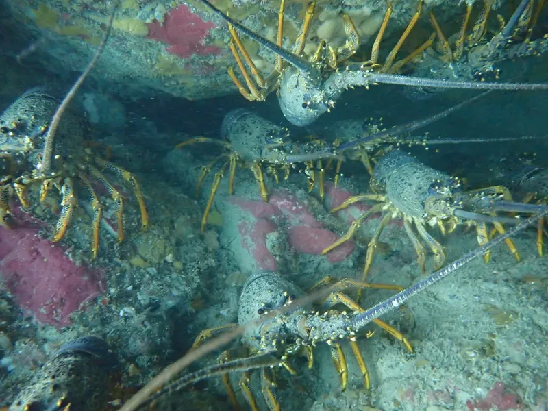 Plusieurs langoustes marines se cachent parmi les coraux et les rochers