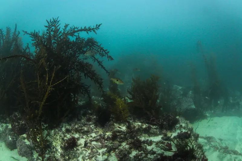 Vue sous-marine avec des poissons et de la végétation marine colorée