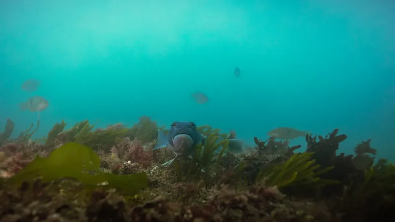 Un poisson se camoufle parmi les algues et les rochers sous-marins