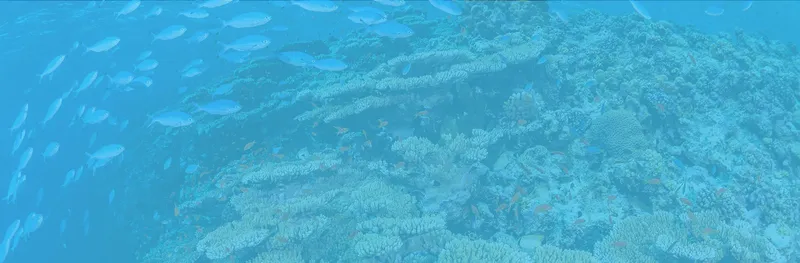 Récif corallien bleu profond avec banc de poissons tropicaux