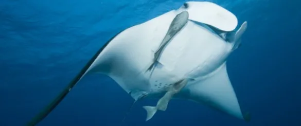 Raie manta nageant gracieusement dans les eaux bleues de l'océan