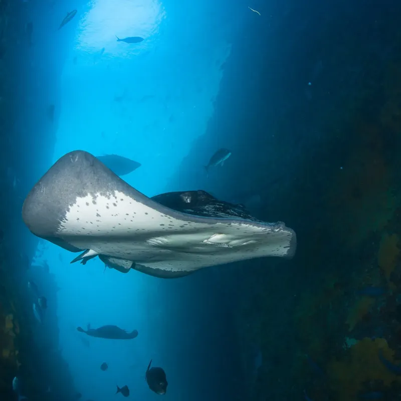 Raie manta nageant gracieusement dans les eaux bleues, entourée de petits poissons