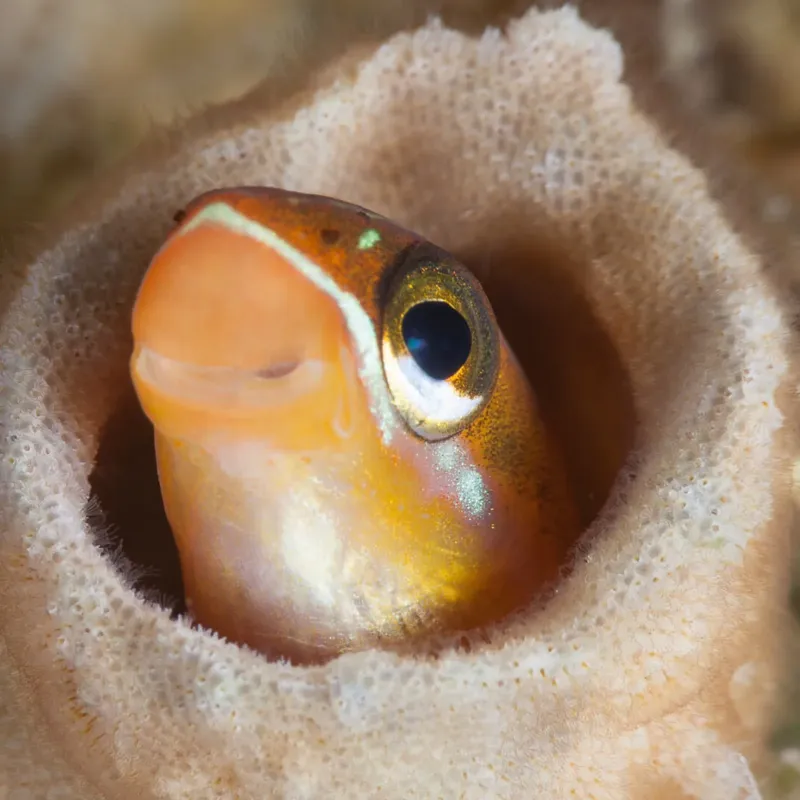Poisson clown orange et blanc regardant à travers une anémone