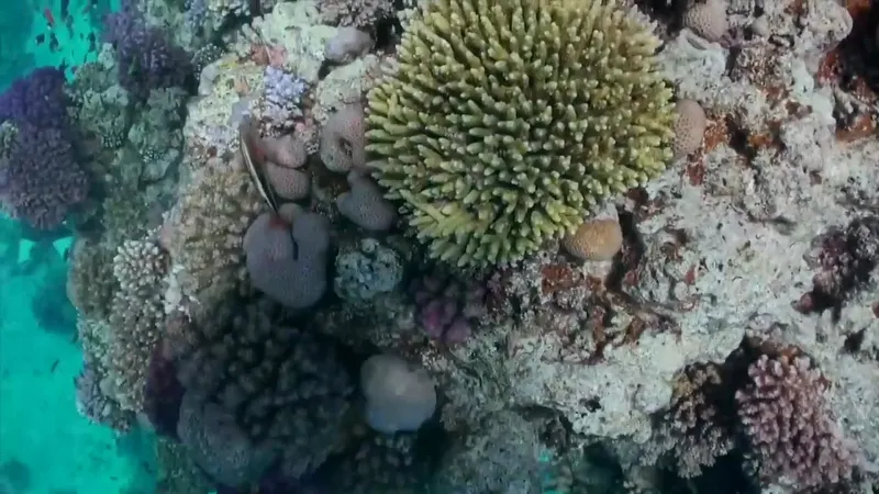 Coraux multicolores et fonds marins riches en textures et couleurs
