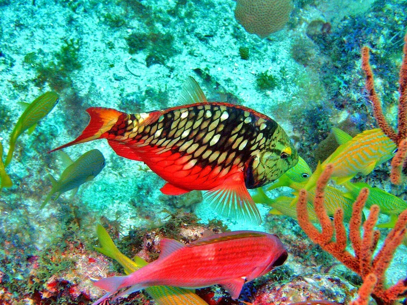 Poisson perroquet rouge et noir nageant sur un récif corallien coloré