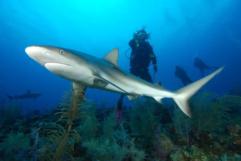 Requin de récif à côté de plongeurs en milieu aquatique bleu
