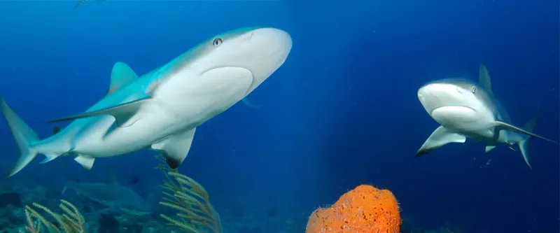 Deux requins de récif nagent dans une eau bleue claire