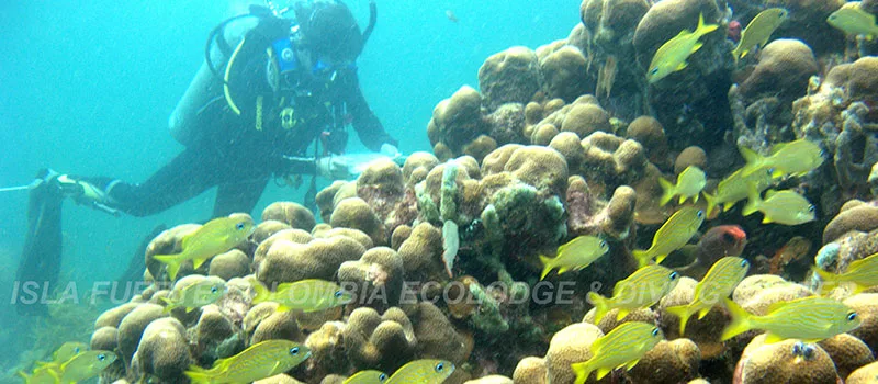 Plongeur explorant un récif corallien avec des poissons jaunes et colorés
