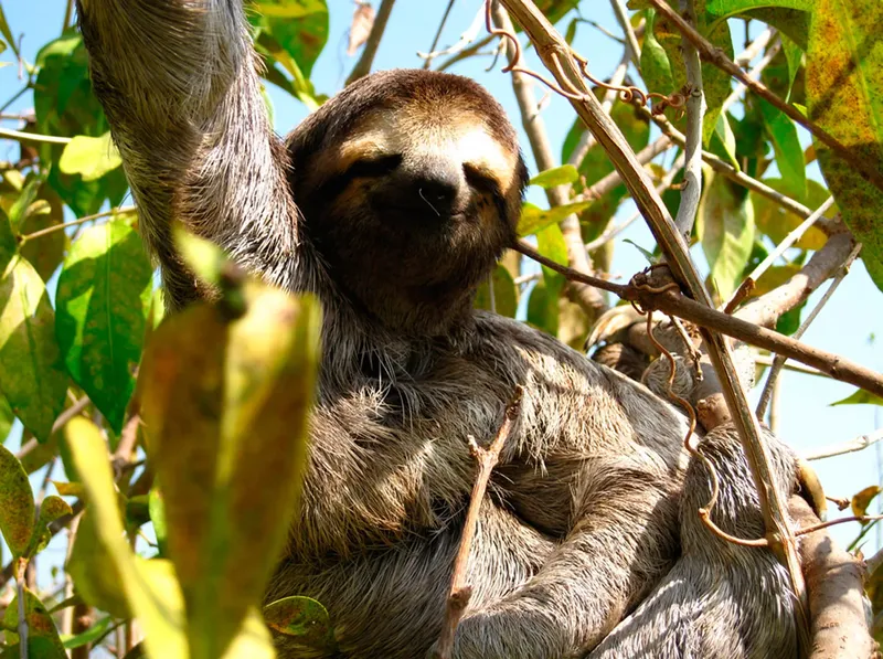 Paresseux suspendu à une branche d'arbre dans la jungle tropicale