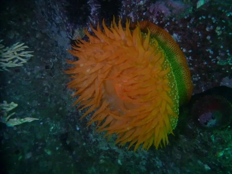 Anémone de mer orange et verte sur fond rocheux sombre