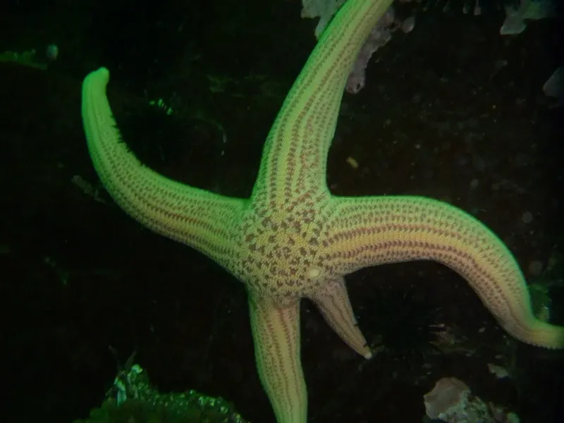 Etoile de mer sur fond sombre, prise de vue sous-marine