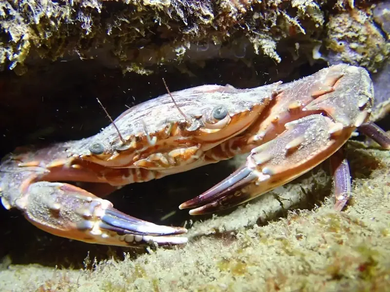 Un crabe se cache dans une anfractuosité rocheuse sous-marine
