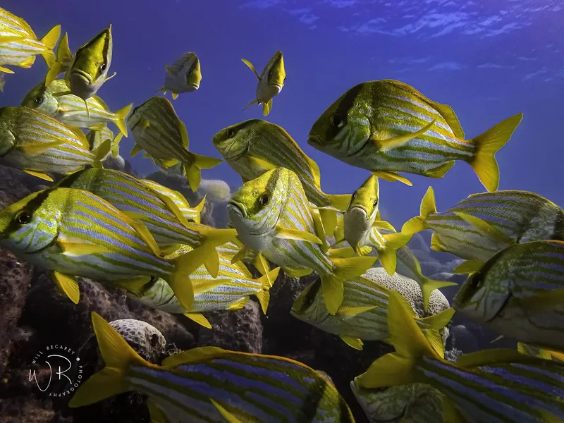 Banc de poissons jaunes et rayés nageant autour de coraux bleus