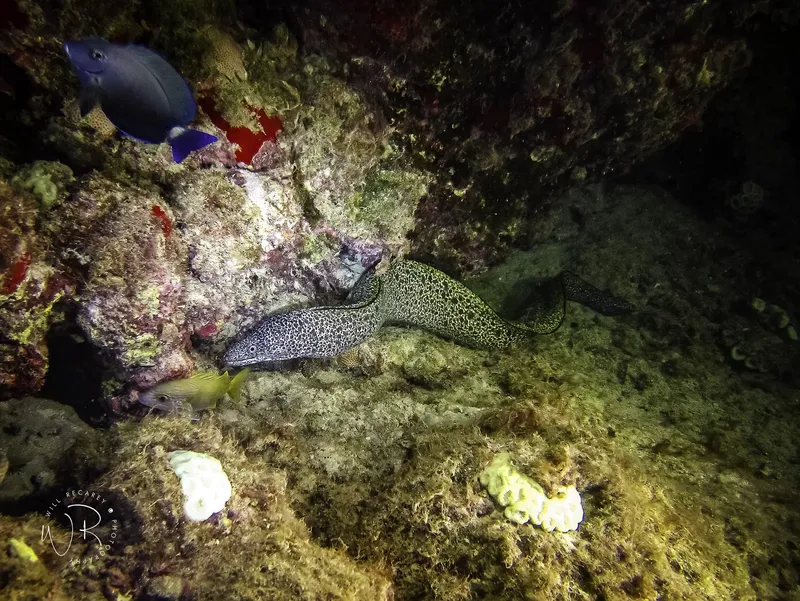 Mur sous-marin avec une murène et des poissons tropicaux colorés