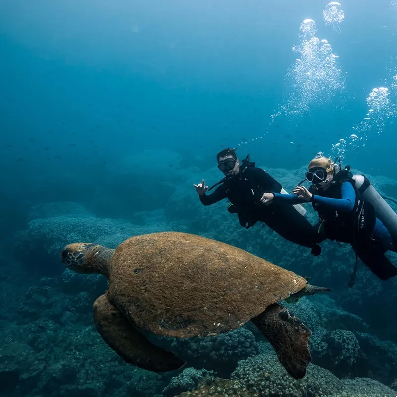 Deux plongeurs nagent au-dessus d'une tortue de mer dans l'océan