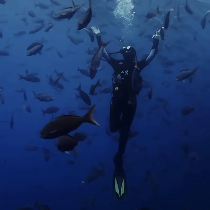 Plongeur entouré d'un banc de poissons dans l'eau bleue