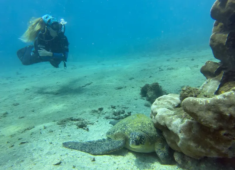 Plongeuse et tortue marine nageant près d'un récif corallien