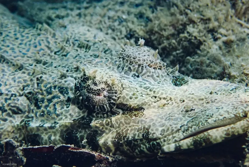 Deux poissons-feuilles se camouflent sur un fond rocheux corallien
