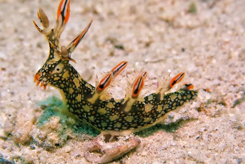 Nudibranche colorée rampant sur le sable, créature marine exotique